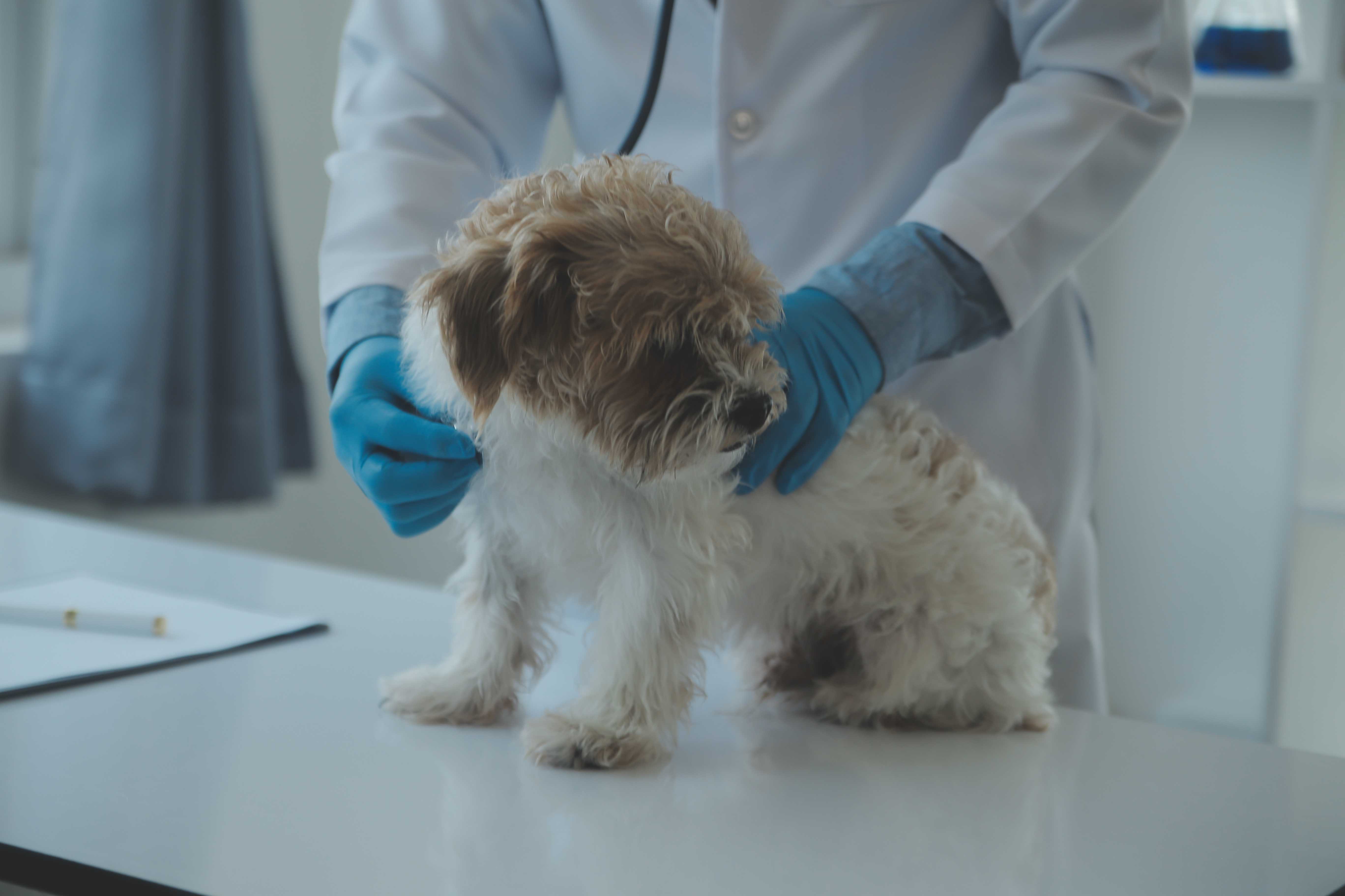 Patologia Landing Image